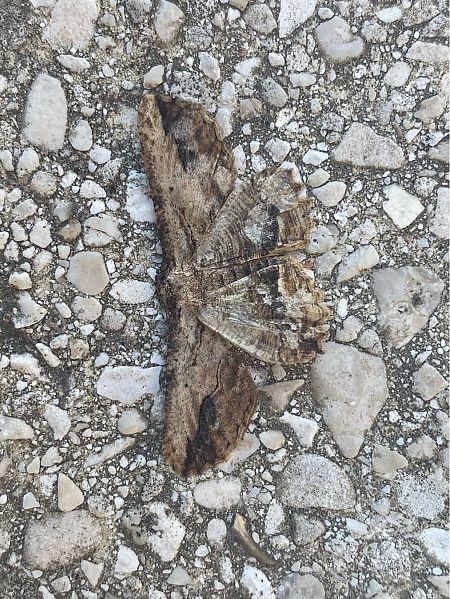 Menophra abruptaria  - Maria Rita Gelso