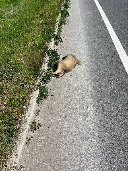 Tasso  - Grazia Casetta