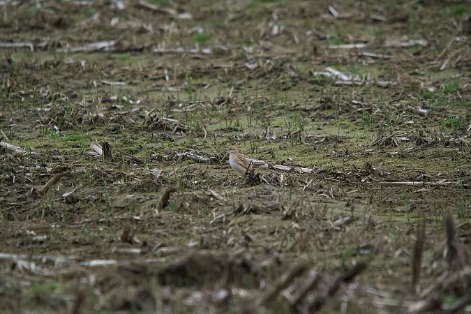 Alouette calandrelle  - Dominik Preis