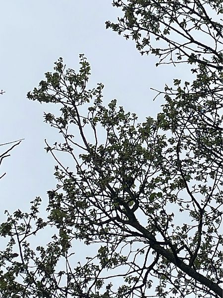 Pica-soques blau  - Laia Vilaró