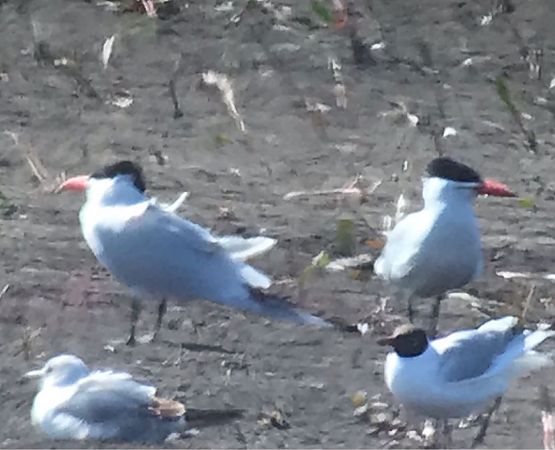 rybitwa wielkodzioba  - Robert Wysocki