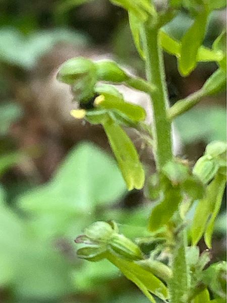 Listera ovata  - Jean-Pierre Crepeau