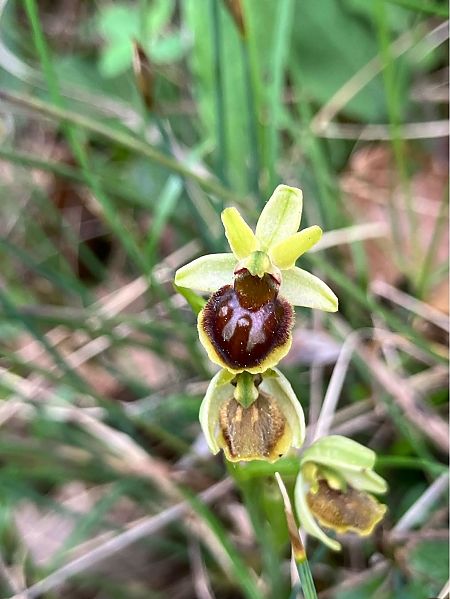 Ophrys litigiosa  - Florent de Gasperis