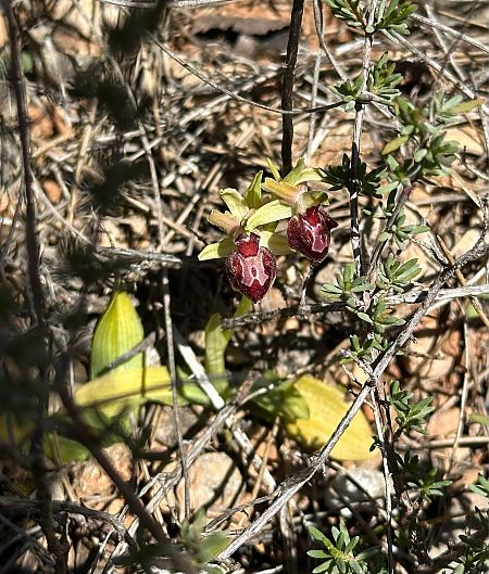 Ophrys passionis  - Roman Monnier