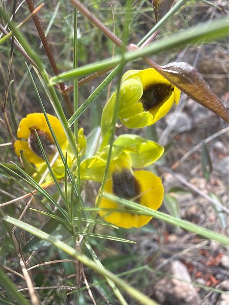 Ophrys lutea  - David Vilasís Boix