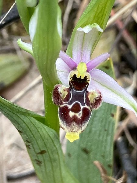 Ophrys vetula  - Florent de Gasperis