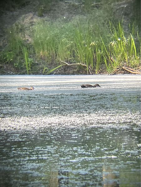 Canapiglia  - Davide Aldi