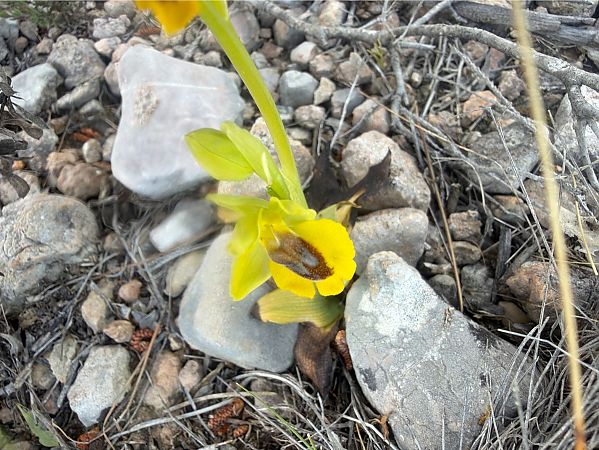 Ophrys lutea  - David Vilasís Boix