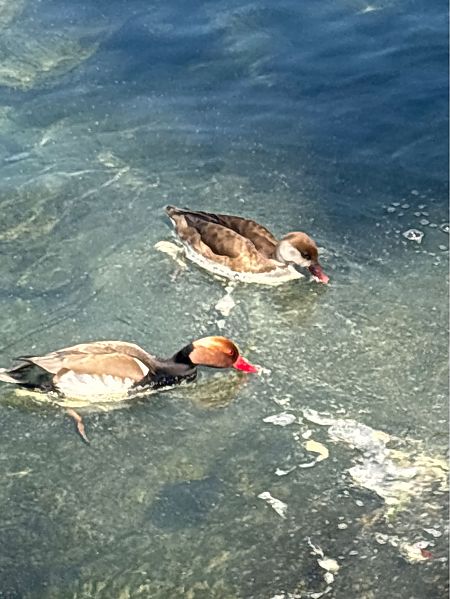 Fistione turco  - Riccardo Damini