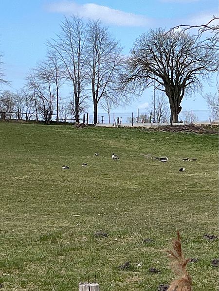 Bernache du Canada  - Wojciech Kaczor