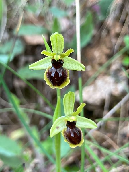 Ophrys litigiosa  - Florent de Gasperis