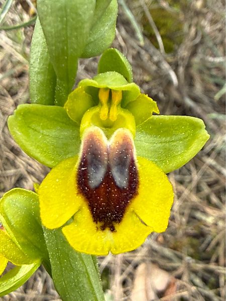 Ophrys lutea  - Pep Sole