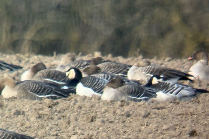 bernikla białolica  - Artur Andrzejewski