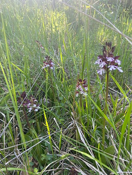 Orchis purpurea  - Jean-Pierre Crepeau