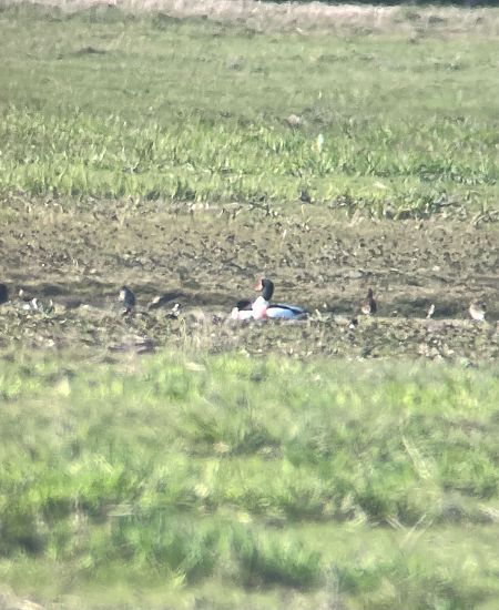 ohar  - Krzysztof Lis