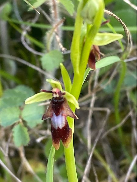 Ophrys insectifera  - Jean-Pierre Crepeau
