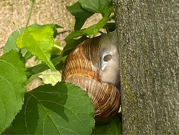 Helix pomatia  - Maria Rita Gelso