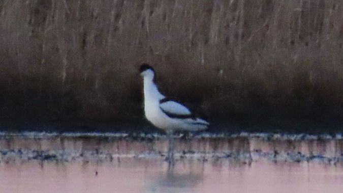 szablodziób  - Aleksandra Gehrmann-Bogdanowicz