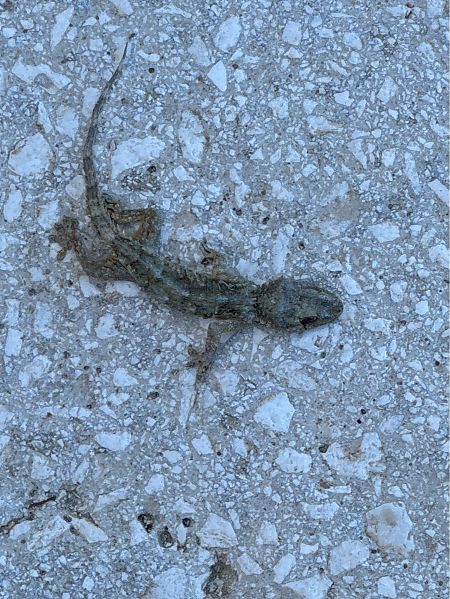 Geco comune  - Antonio Mazzone