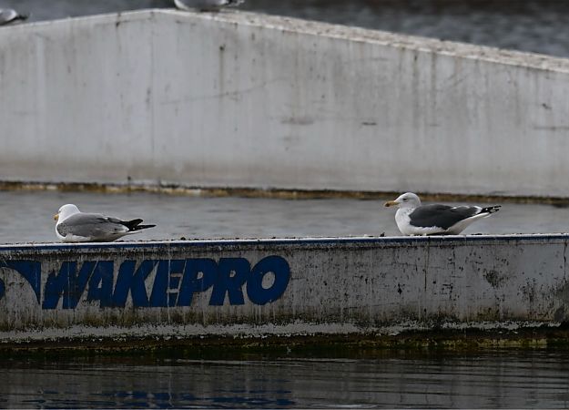 Heringsmöwe  - Artur Andrzejewski