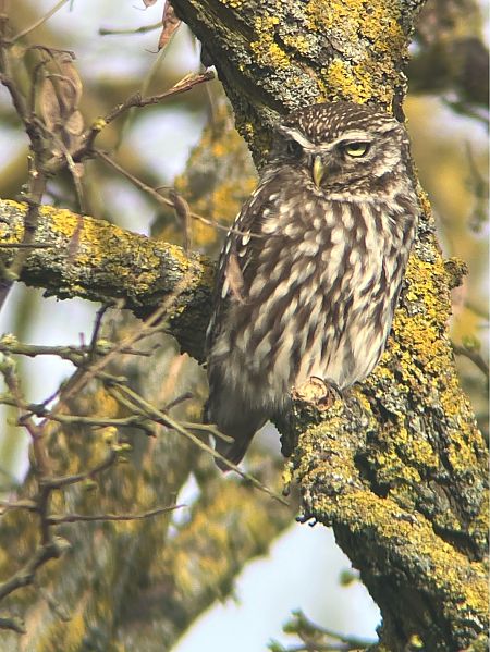 pójdźka  - Krzysztof Lis