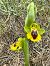Ophrys lutea  - Pep Sole