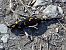 Salamandra pezzata (Salamandra salamandra) © Alessio Mannello