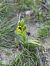Ophrys lutea  - Eric Detrez