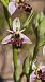 Ophrys indet. group. scolopax (Ophrys indéterminé du groupe bécasse) © Alain Bultez