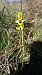 Ophrys lutea  - Monique Souben