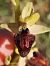Ophrys caloptera  - Richard Fay