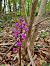 Orchis mascula  - Christophe Alavoine