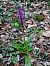 Orchis mascula  - Christophe Alavoine