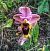 Ophrys tenthredinifera © Rosa Mari Gabarró Junyent