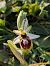 Ophrys splendida  - Patrick Benoit