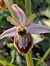 Ophrys splendida  - Patrick Benoit