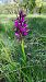 Anacamptis morio © Alice Adami (FVG)