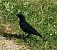 Cornacchia nera (Corvus corone) © Alberto Calveri