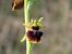 Ophrys sphegodes  - Marcel Arumí