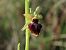 Ophrys sphegodes  - Marcel Arumí