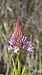 Anacamptis pyramidalis (Orchis pyramidal) © Alain Bultez