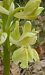 Orchis provincialis  - Pierre Defontaines