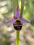 Ophrys fuciflora subsp. demangei (Ophrys de Demange) © Delarbre Sébastien