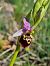 Ophrys fuciflora subsp. druentica  - Virgile Gazzaniga