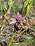 Ophrys fuciflora subsp. druentica  - Virgile Gazzaniga