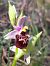 Ophrys fuciflora subsp. druentica  - Emmanuel Cosson