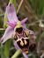 Ophrys fuciflora subsp. druentica  - Richard Fay