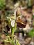 Ophrys morisii  - Bernard Sonnerat