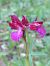Anacamptis papilionacea  - Bernard Sonnerat