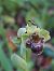 Ophrys bombyliflora  - Bernard Sonnerat